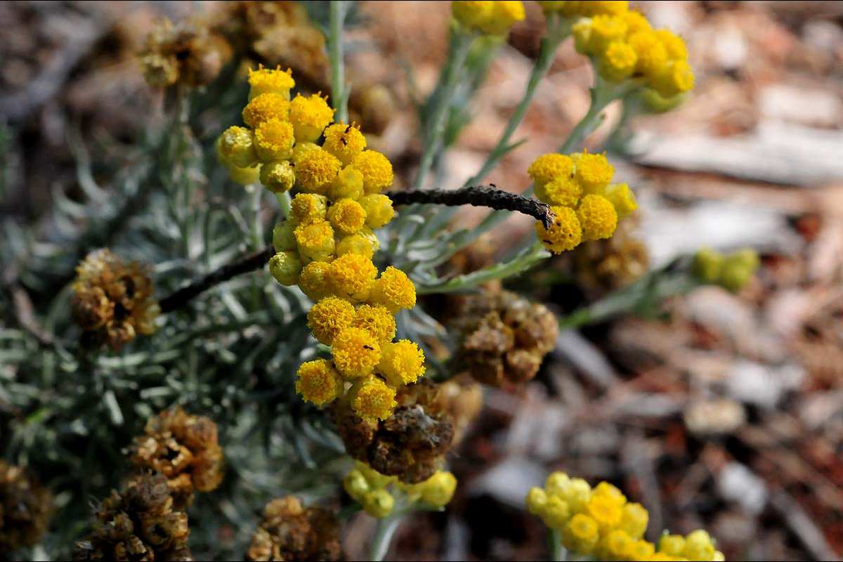 Helichrysum italicum