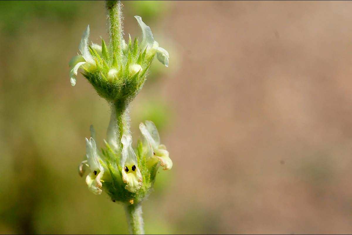 Sideritis reverchonii