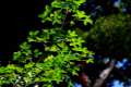Acer monspesulanum