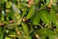Buxus balearica