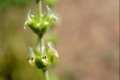 Sideritis reverchonii