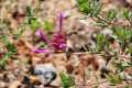 Thymus longiflorus