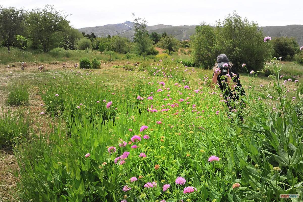 Knautia nevadensis.# Foto: J. E. Gómez y Merche S. Calle / Waste