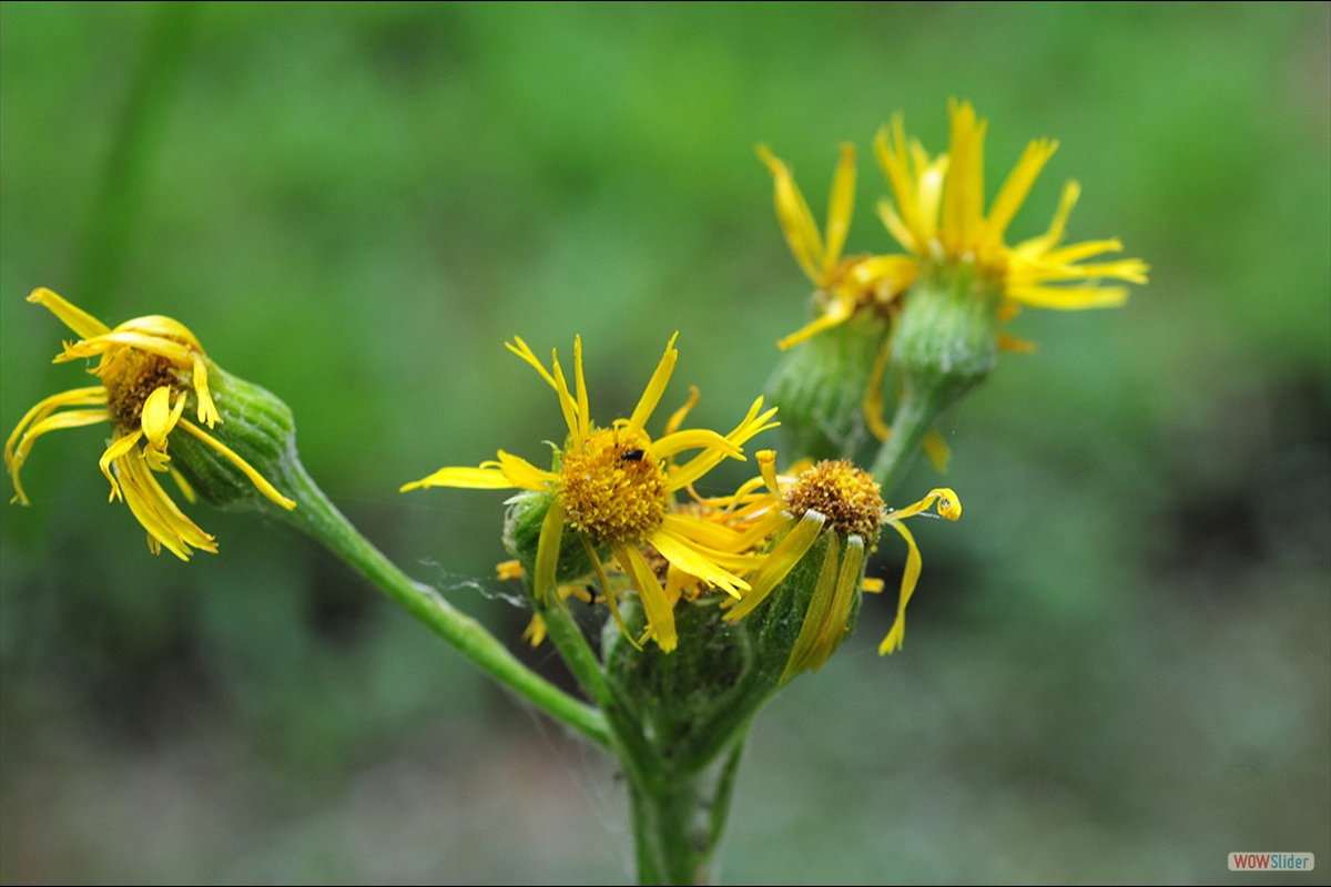 Tephroseris elodes / Senecio elodes.# Foto: J. E. Gómez y Merche S. Calle / Waste
