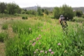Knautia nevadensis.# Foto: J. E. Gómez y Merche S. Calle / Waste