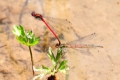 Tamdem reproductor de Pyrrosoma nymphula. # Foto: J. E. Gómez y Merche S. Calle / Waste