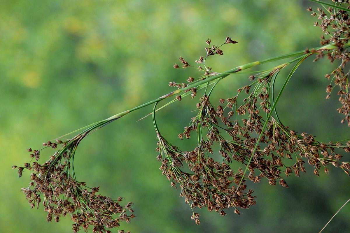 Dadium mariscus