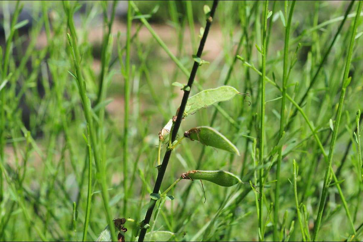 Cytisus malacitanus