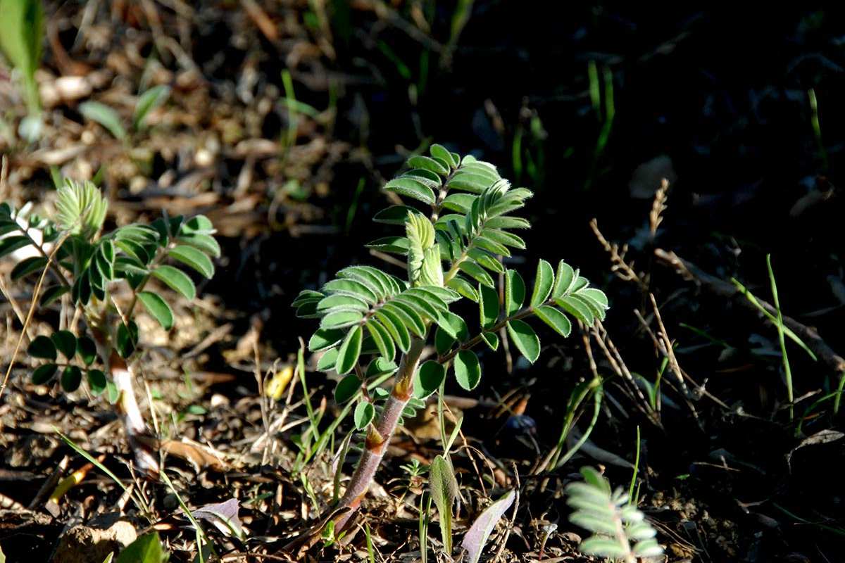 Erophaca baetica