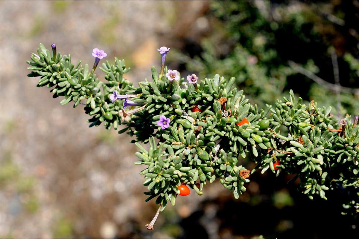 Lycium intrincatum
