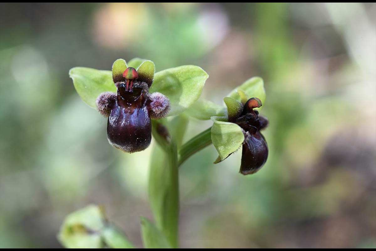 Ophrys bombyliflora
