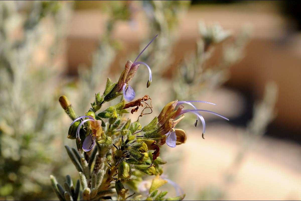 Rosmarinus tomentosus