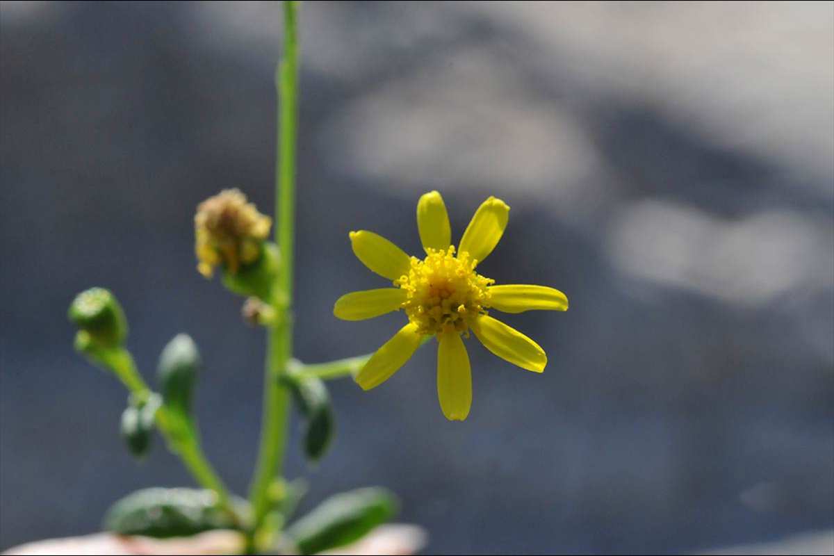 Senecio leucanthemifolius