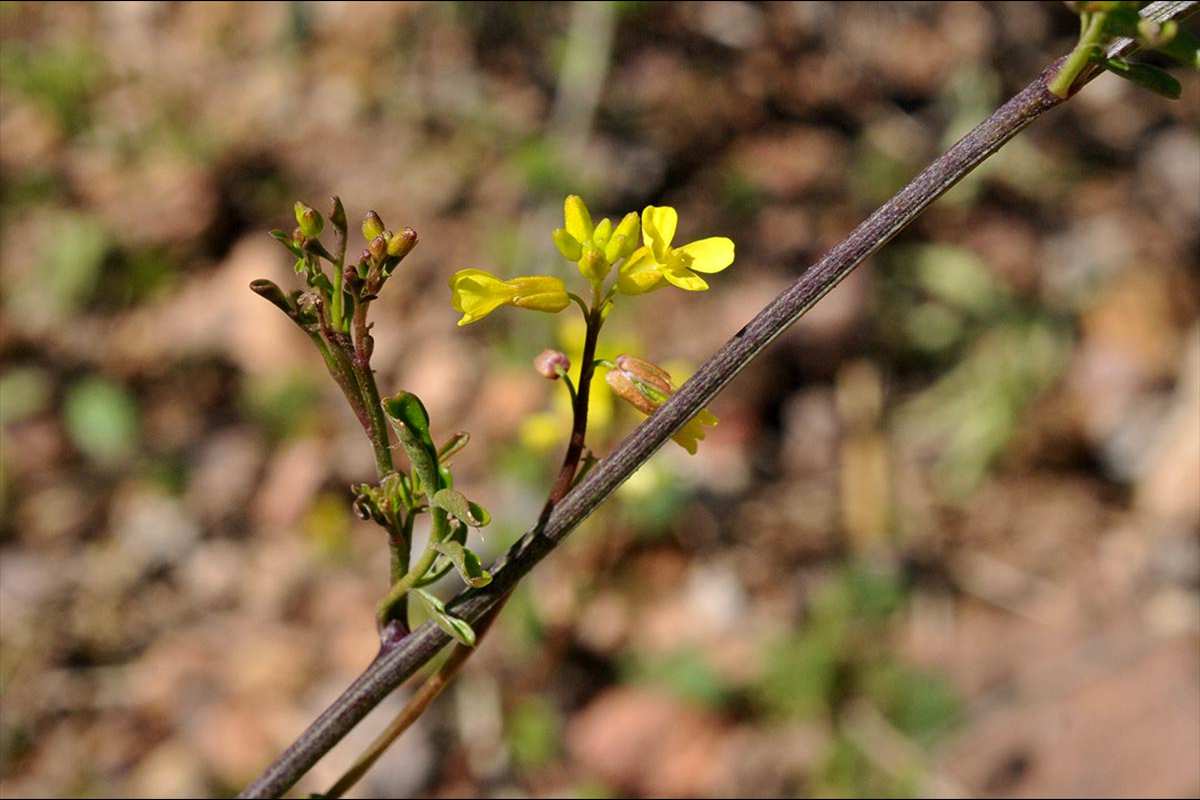 Succowia balearica