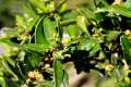 Buxus balearica