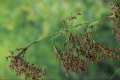 Dadium mariscus