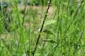 Cytisus malacitanus