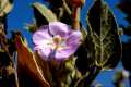 Lavatera oblongifolia