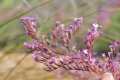 Limonium insigne