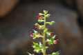 Scrophularia arguta