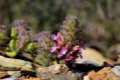 Teucrium rixanense