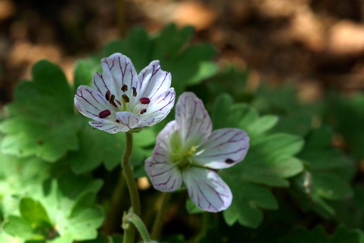Geranium cazorlense