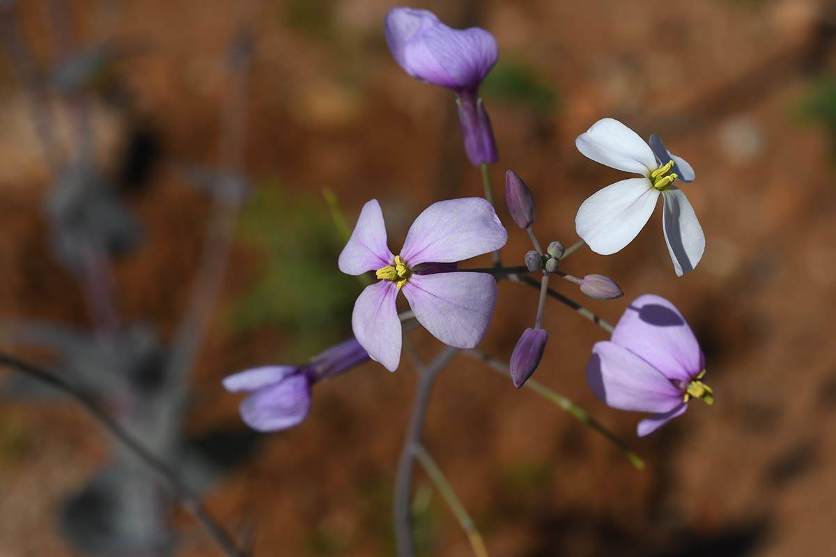 Moricandia-foetida