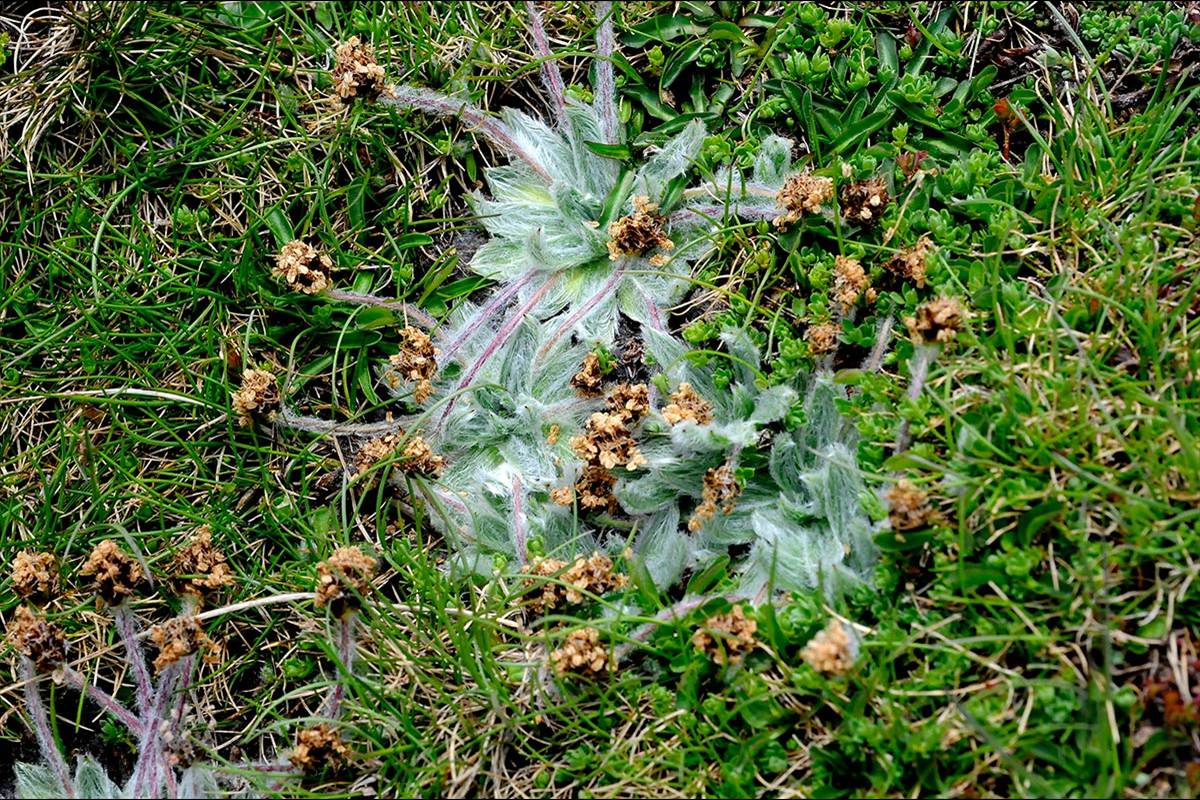 Plantago-nivalis / Estrella de las Nieves
