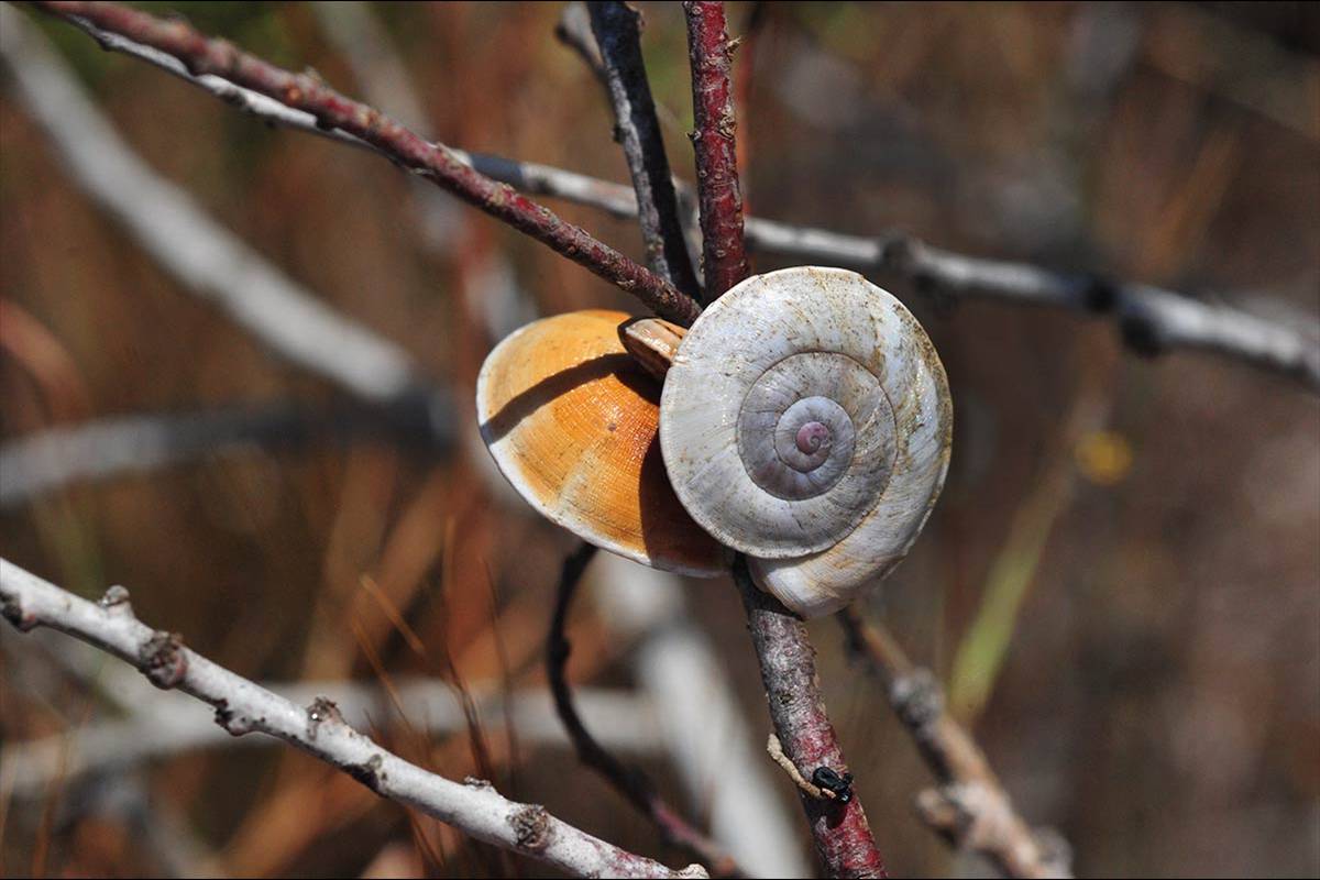 Theba subdentata helicella