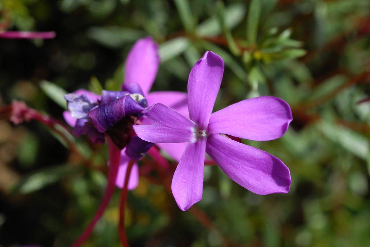 Viola cazorlensis