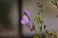 Antirrhinum charidemi