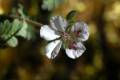 Erodium cazorlanum