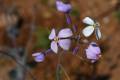 Moricandia-foetida