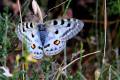 Parnassius apollon evadensis