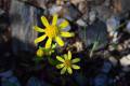 Senecio-alboranicus