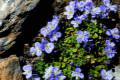 Veronica-nevadensis