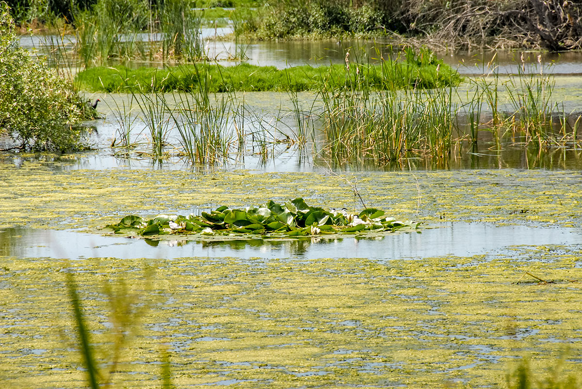 lagunasdepalos02