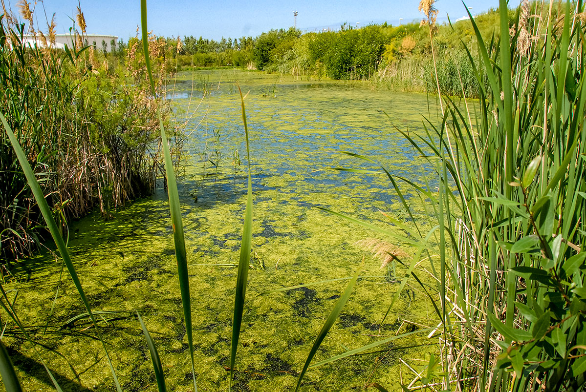 lagunasdepalos06