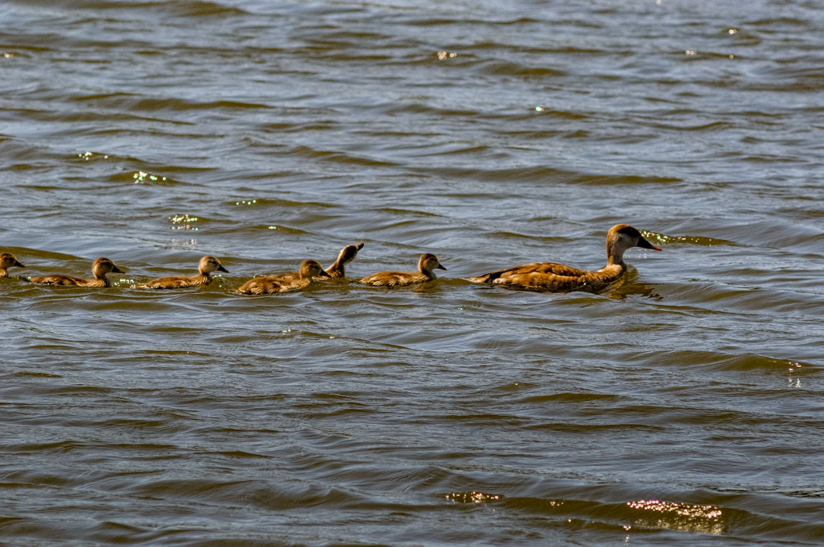 lagunasdepalos09