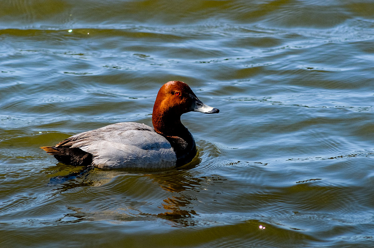 lagunasdepalos11