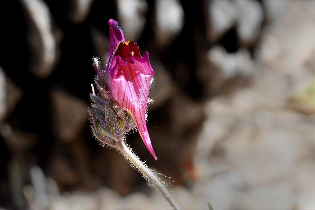 linaria-amoi-35
