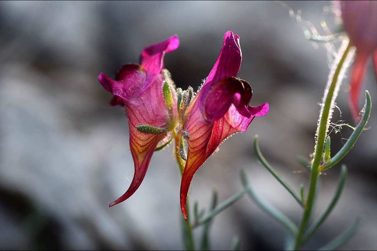 linaria-amoi-55