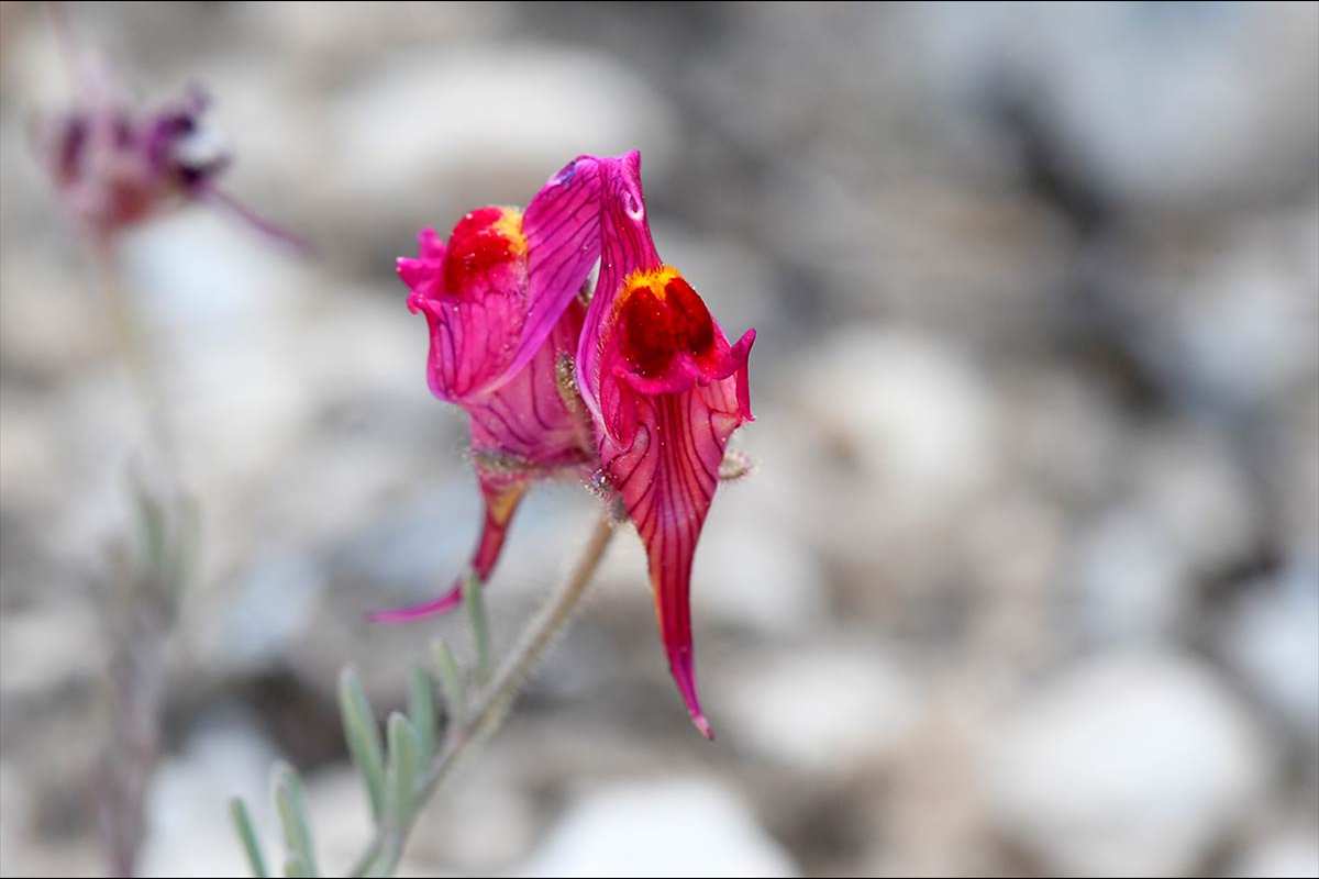 linaria-amoi-69