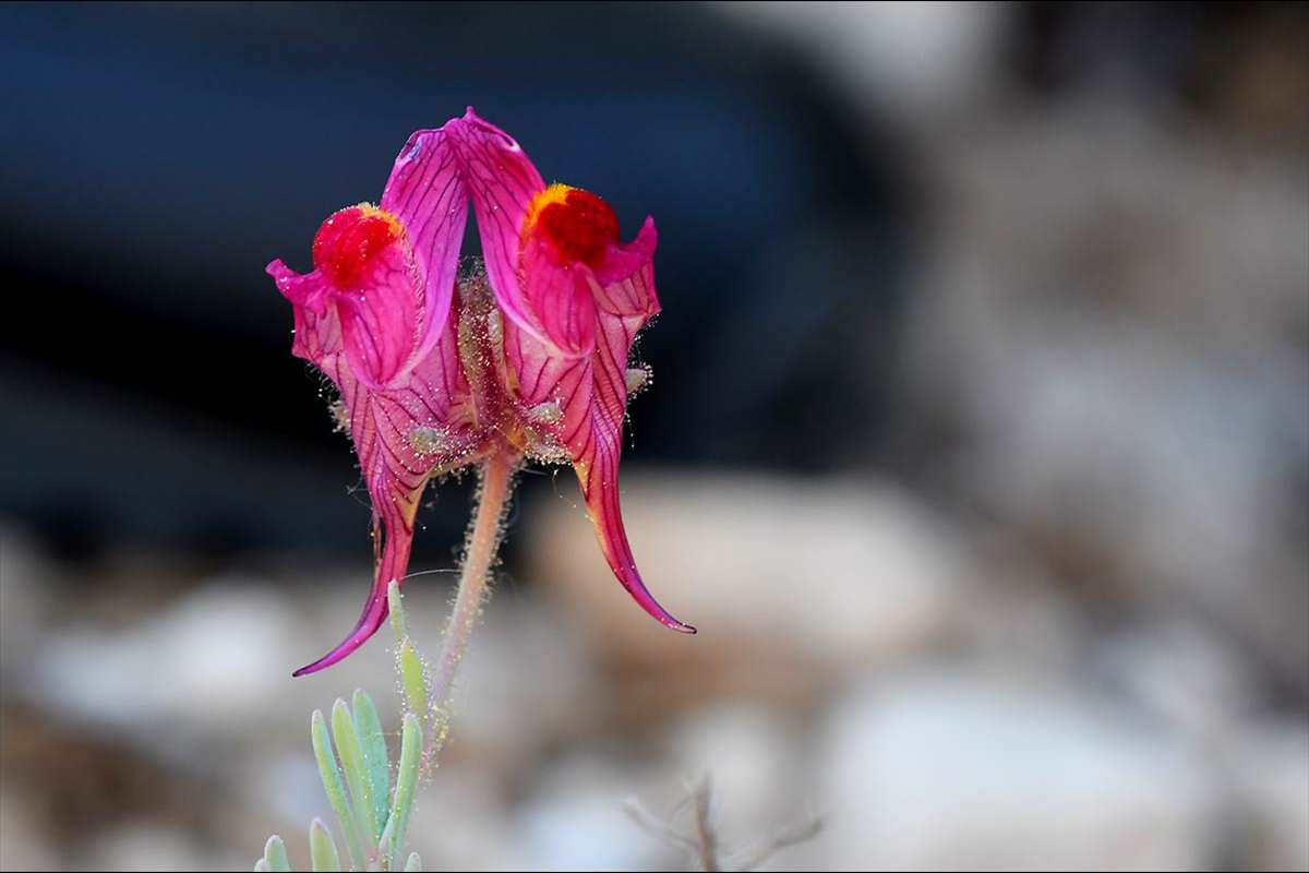 linaria-amoi-71