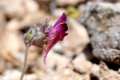 linaria-amoi-38