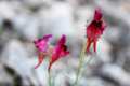 linaria-amoi-45