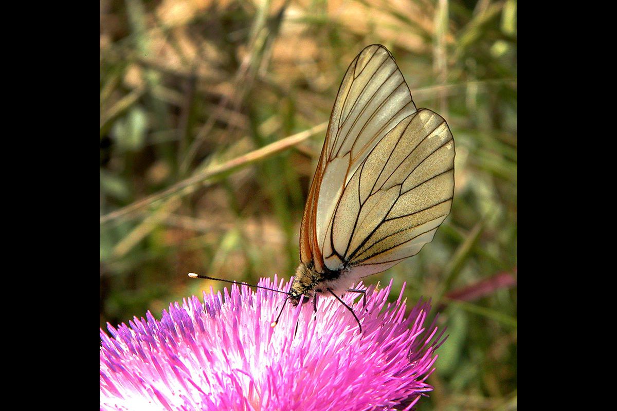 Blanca del majuelo. Aporia crataegi: 2.865 individuos. Esta mariposa se está rarificando año tras año. 