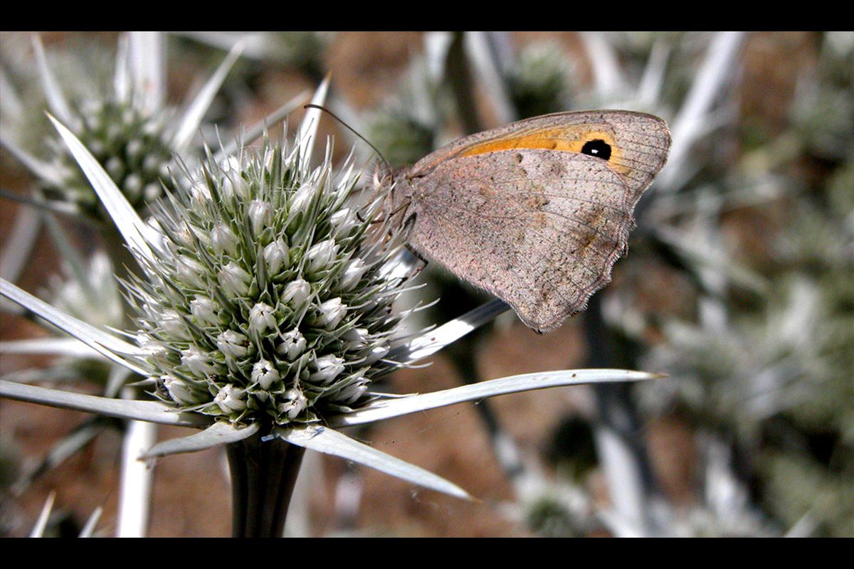 Ondas rojas ibérica. Euphydryas beckeri: 4.145 individuos. Finales de la primavera e inicio del verano.
