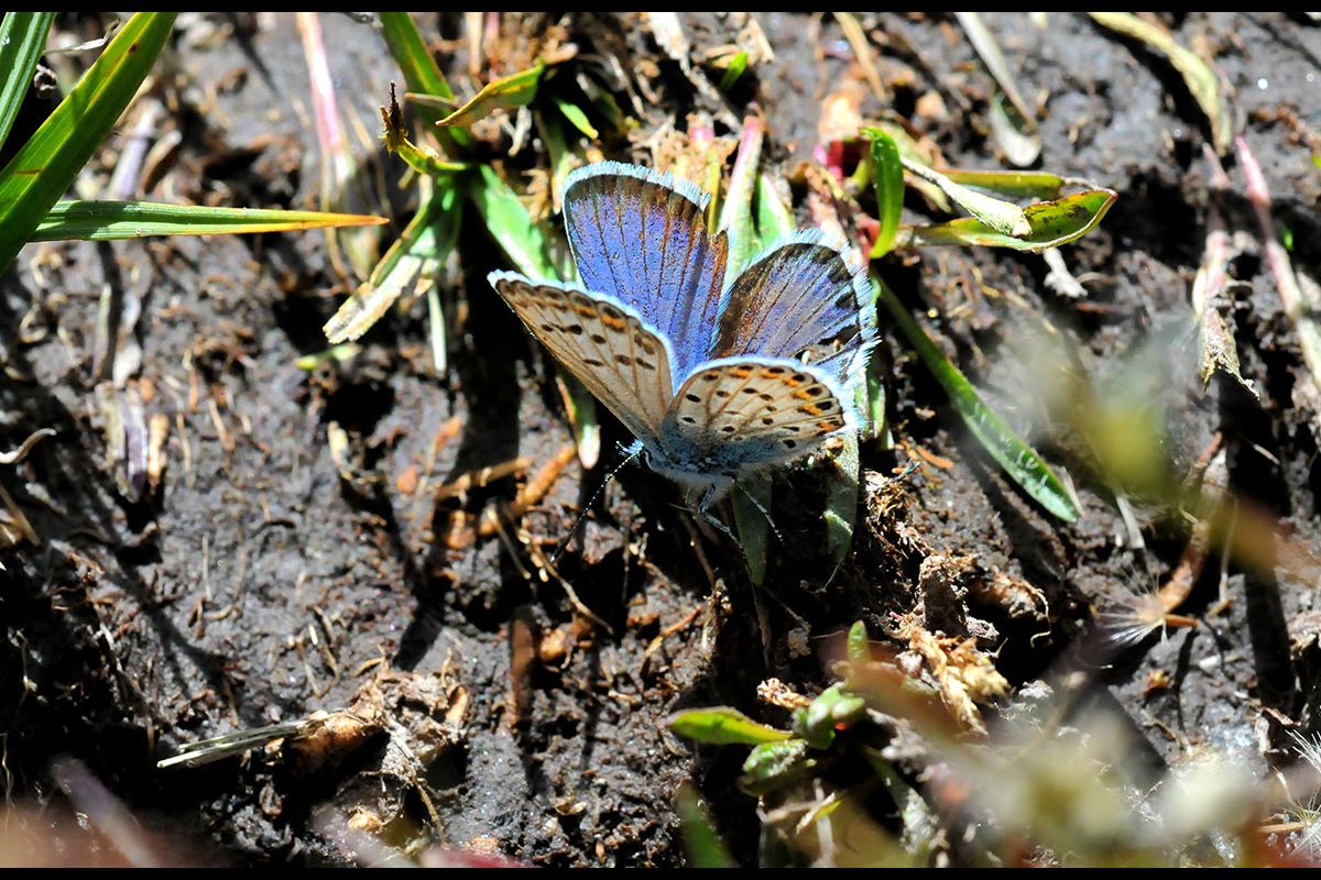 Esmaltada.  Plebejus idas: 3.432 individuos. 
