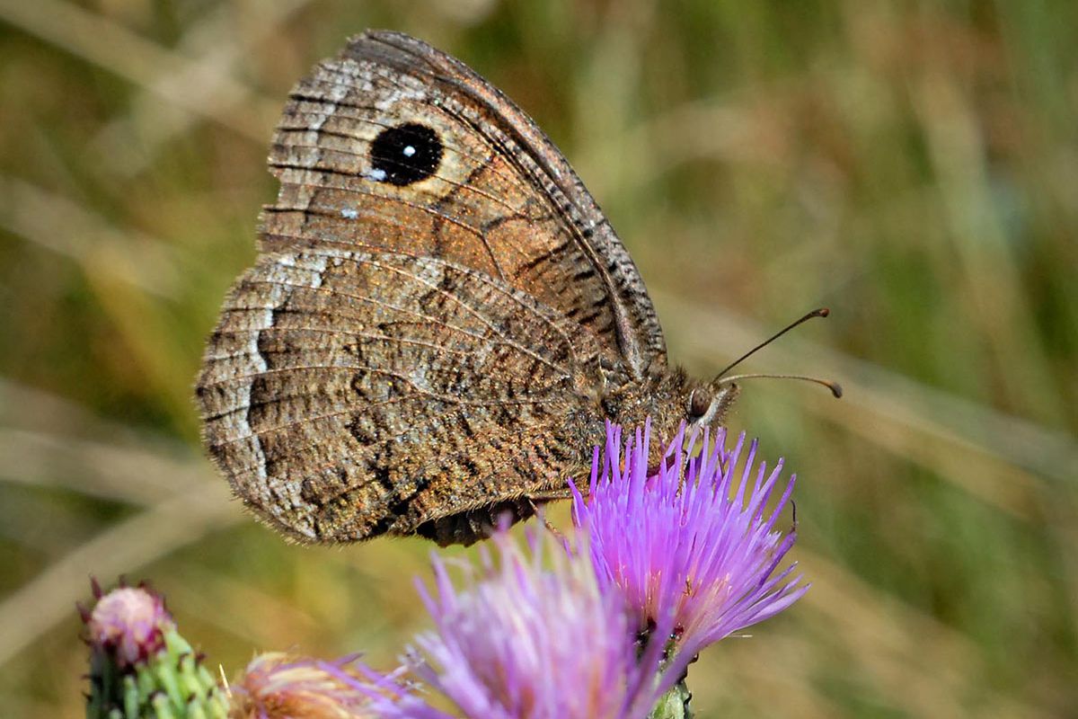 Sátiro negro. (Satyrus actaea): 7.963 individuos censados. Especie de media y alta montaña que vuela a mitad del verano. 